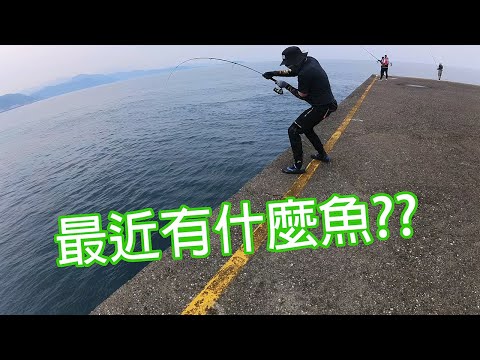 4月底快五月了，有啥魚出現? 岸拋新手的第一隻煙仔，來得這麼突然? 然後夏季目標魚悄悄出現了!? #LPGM5 #基隆白燈 #岸拋 #路亞 #釣魚