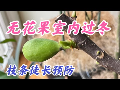 盆栽无花果冬季徒长预防.