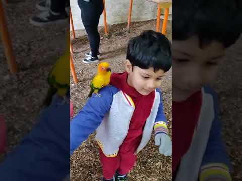 Sriyansh Playing With Parrots at Tennessee, USA