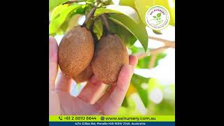 SAPODILLA  CHICKOO PLANT in Sydney, Australia