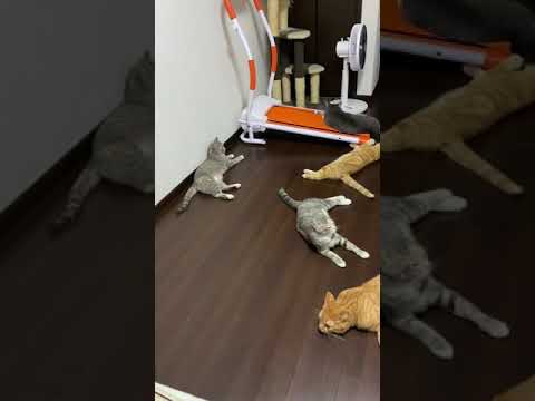 【ねこ動画】TikTokで850万回再生　飼い主のクシャミに驚くねこファミリー　※説明欄追記