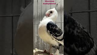 #mof #oriantalfrill #sadiqabdullah #BD #birds #kobutor #kobutorvideo #kobutor_palon #kobutorlover