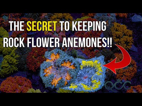 Everything You Need To Know About Rock Flowers Anemones!!!