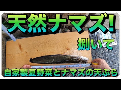 うなぎ釣り師が天然ナマズを捌いて、のち自家製夏野菜と天ぷら【ナマズの捌き方　ナマズ料理】