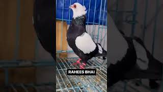 wah wah🥰🥰 #delhipigeon #pigeonlover #kabutarkivideo #kabutarstatus #kabootarbazi #pigeonshorts