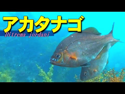 【 アカタナゴ 】逆子が常識、魚の出産　Ditrema jordani