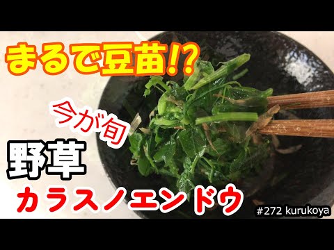 【究極おかず】まるで０円の豆苗！？今が旬！な野草カラスノエンドウのおススメな採取時期と調理法！#おかず#究極#０円#野草 #雑草 #野草調理 #サバイバル #アウトドア