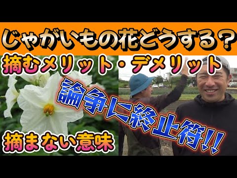 【ジャガイモ栽培】花は結局どうするの？答え言います。【家庭菜園】【園芸】【農業初心者】