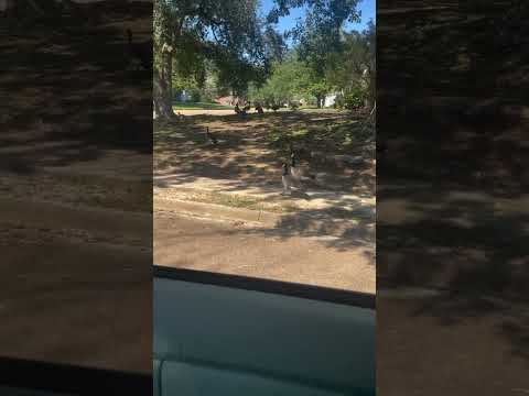 DUCKS TAKING A LEISURELY STROLL THROUGH A NEIGHBORHOOD