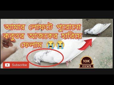 আমার লোফটে পুরানো কবুতর হারিয়ে ফেলাম#SirajSuperPigeon#kabootar #viralvideo #trending #madrasipigeon