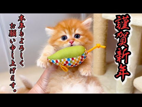 【マンチカンの子猫】★謹賀新年★本年も子猫共々よろしくお願い申し上げますな件 ～猫のいる生活Vol.1064～出産動画 マンチカン短足・ミヌエット・ペルシャ猫専門ブリーダー『ペット蔵人』子猫の成長記録