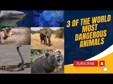 Top 3 Most Dangerous Animals in the World