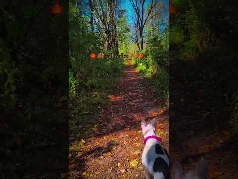 autumn walks in nature 🍂🤎🍄 #autumn #fall #dog #nature #calm