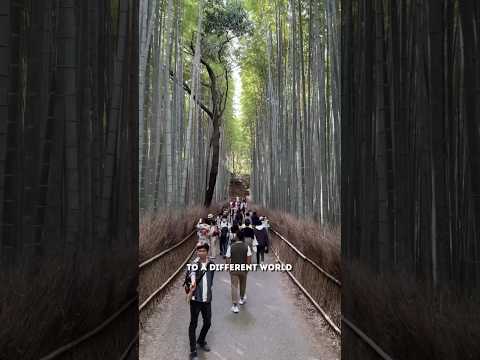 Japan’s most FAMOUS Bamboo Forest