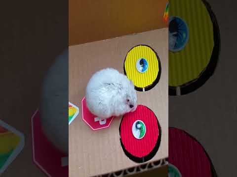 Hamster Escapes the hamster maze