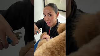 Tutorial: How to cut dark dog nails! #doggrooming #doggroomingforbeginners