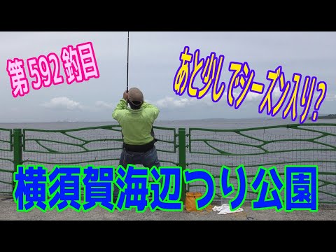 釣り動画ロマンを求めて 592釣目（横須賀海辺つり公園）