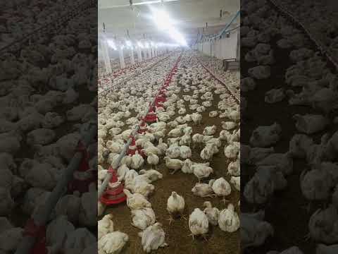 poultry farm #henfarminginpakistan #birdslover #broilerchicks #broiler