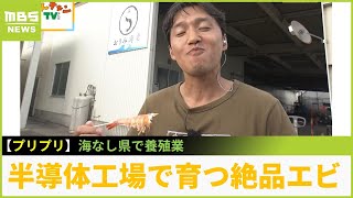 海なし県で誕生！半導体工場で育つ絶品の養殖エビ　精密機器の製造で培ったノウハウを活かす【現場から生中継】（2023年9月6日）