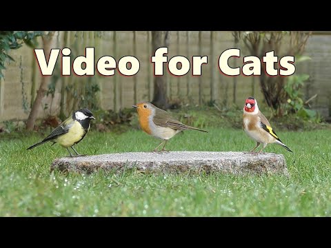 Videos for Cats to Watch ~ Cat TV Delight