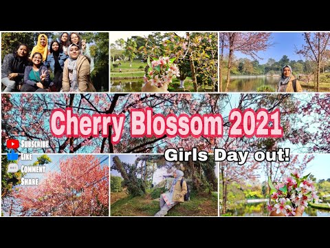 2021 | Trip to WARD'S LAKE, Shillong | Unplanned Girl's day out #cherry #blossom #shillong |#vlog