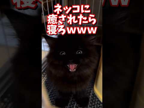 ネッコの動画で癒されたら寝ろｗｗｗ　#2ch #2ch動物スレ #2ch面白いスレ #動物 #犬 #猫 #癒やし #ねこ