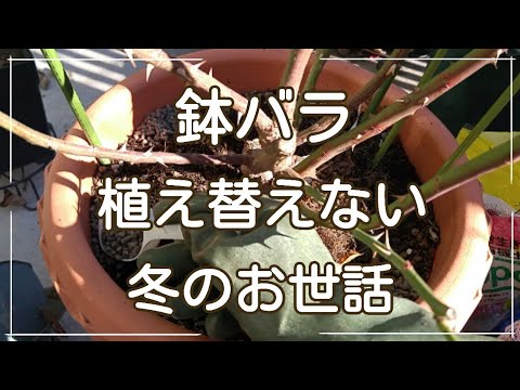 【土を替えない】冬の薔薇のお世話【概要欄に説明あり】