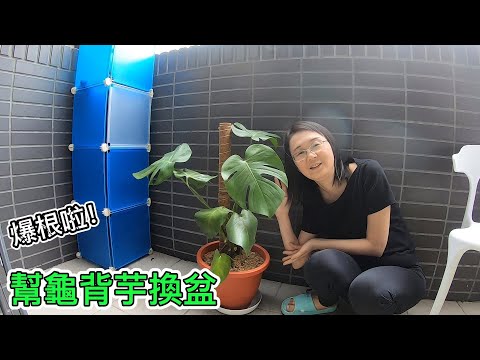 爆根啦！幫龜背芋換盆搬家~朝綠手指邁進~網美必備觀葉植物【日常廢片】