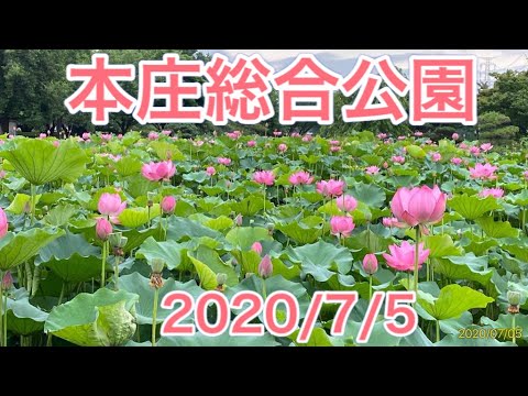 本庄総合公園の蓮 2020/07/05