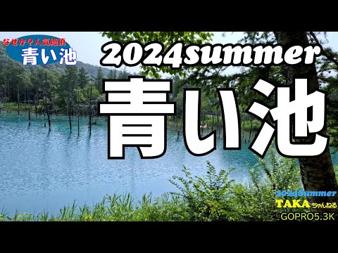 なぜか人気絶頂❢青い池❗美瑛町❗北海道❗真冬に来たら「白い池」だった【北海道観光】【2024夏】