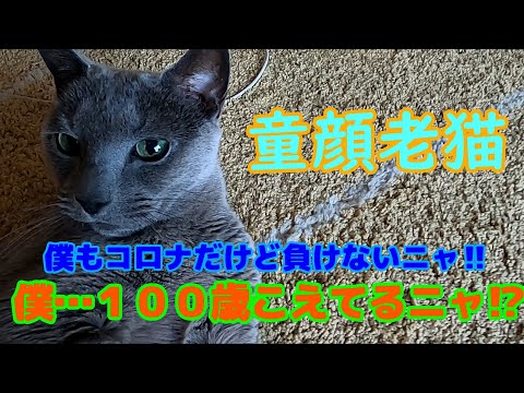 【長寿猫】コロナに感染してるけど　頑張って生きてるニャ～！【１００歳超】