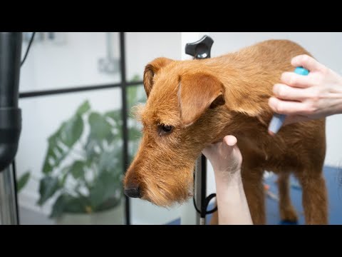 Hand Stripping an Irish Terrier - Dog Grooming Tutorial