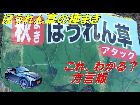 ほうれん草 の 種まき 育て方 家庭菜園 これ、わかる 発芽に良い土づくり 9月 土を ふかふか に。成長に良い土を。2023 .9.18 sibaライフ No85