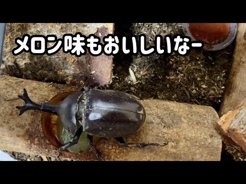 【カブトムシ】#4 食って眠る…3日目の夜　#カブトムシ #カブトムシ飼育