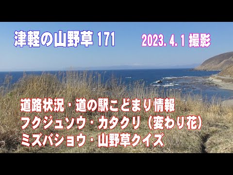 津軽の山野草171(道路や道の駅の情報、ﾌｸｼﾞｭｿｳ、ｶﾀｸﾘ、ﾐｽﾞﾊﾞｼｮｳ、山野草ｸｲｽﾞ)