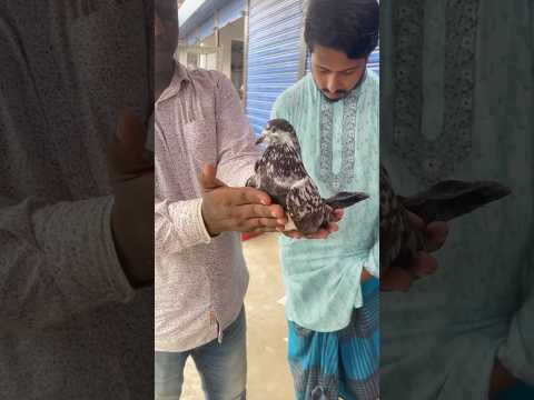 Ye Kaise KKabutar Hain itna Piare 🥰🕊️ #shorts #viral #ytshort