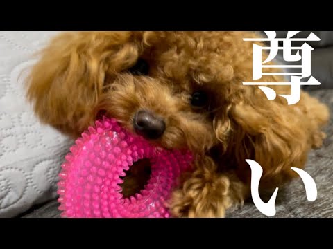 愛犬が尊い【ティーカッププードル】