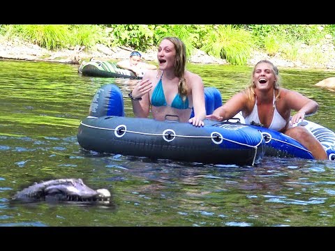 GatoR! Laugh-Out-Loud Reactions to Hilarious Alligator Shenanigans!