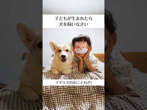 子供が生まれたら犬を飼いなさい(ノエさんは元気🐶)