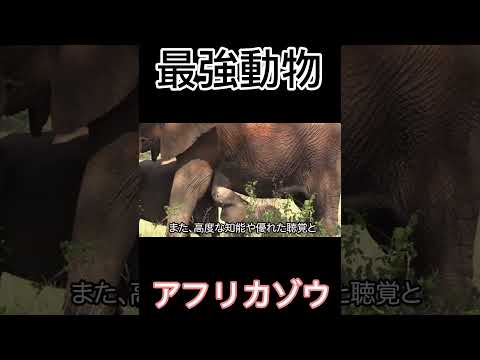 アフリカゾウ最強#最強動物ランキング