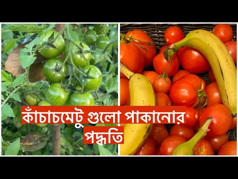 কাঁচাচমেটু গুলো পাকানোর ঘরোয়া পদ্ধতি/সবুজ টমেটু গুলো নষ্ট হতে রক্ষার উপায়