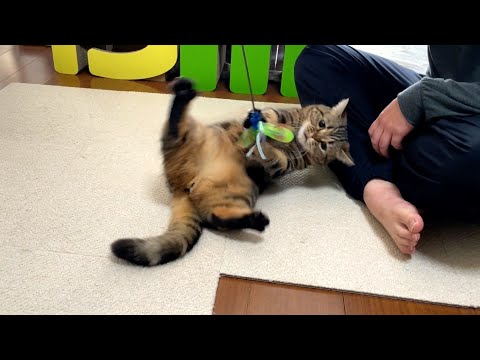 転がし方がプロ並みな猫じゃら主