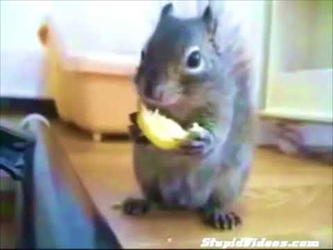 【どうぶつ】レモンを食べるリス　A squirrel eats lemon