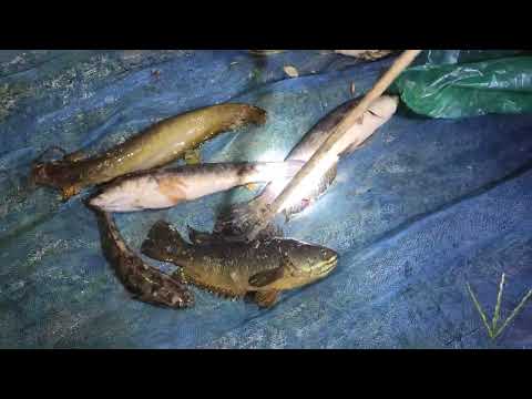 নিঝুম রাতে মাছ ধরতে এলাম | Padma River Fishing | Rupkothar Golpo