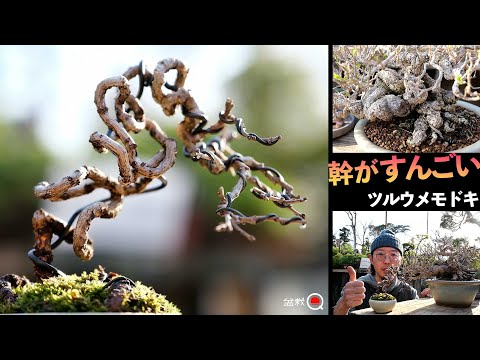 How to make a mini bonsai of Tsurume medoki [Bonsai Q]