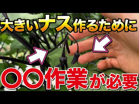 【損するかも？】大きくて良いナスを育てるためにやる作業について