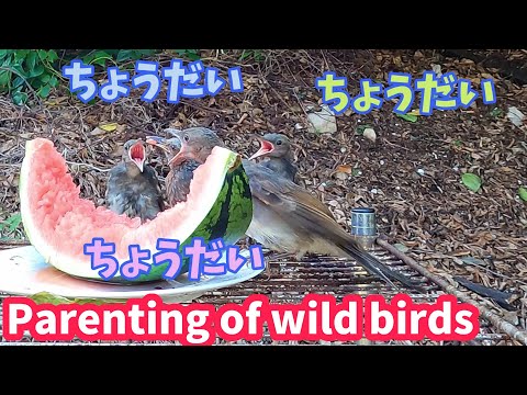 【ANIMAL 】親鳥から餌をもらうヒナが可愛すぎる映像 鳥の子育てや鳴き声など【母島の野鳥観察】メグロ、メジロ、ヒヨドリ等 WILD BIRD