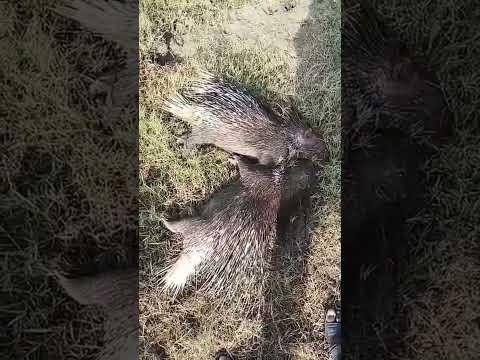 سیھ کا شکار  porcupine #Short #Viral #Trending #Funny #Comedy #Gaming #Dance #Challenge #Inspiration