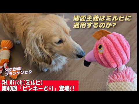 第40回「ピンキーとり」登場 #ダックスフンド  #カニンヘンダックス　#子犬　#ミニチュアダックス  #daiso   #犬のいる生活 　#犬のおもちゃ #デコピン #dog #cutedog