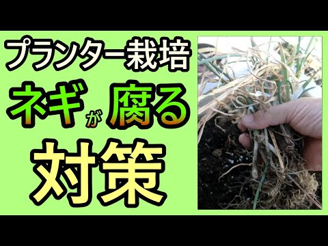 【プランター栽培】ネギが腐る💦その対策 Green onions rot